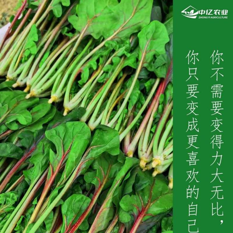 【实力】天津红小波小叶菠菜货源充足，量大从优可视频看货