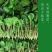 【实力】天津红小波小叶菠菜货源充足，量大从优可视频看货