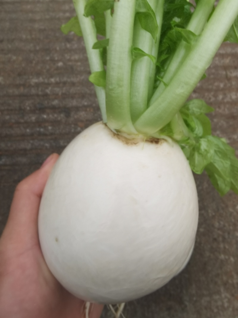 精品圆白萝卜，泥货洗货都是精品
