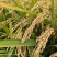 稻草，（长度70厘米）