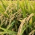 稻草，（长度70厘米）