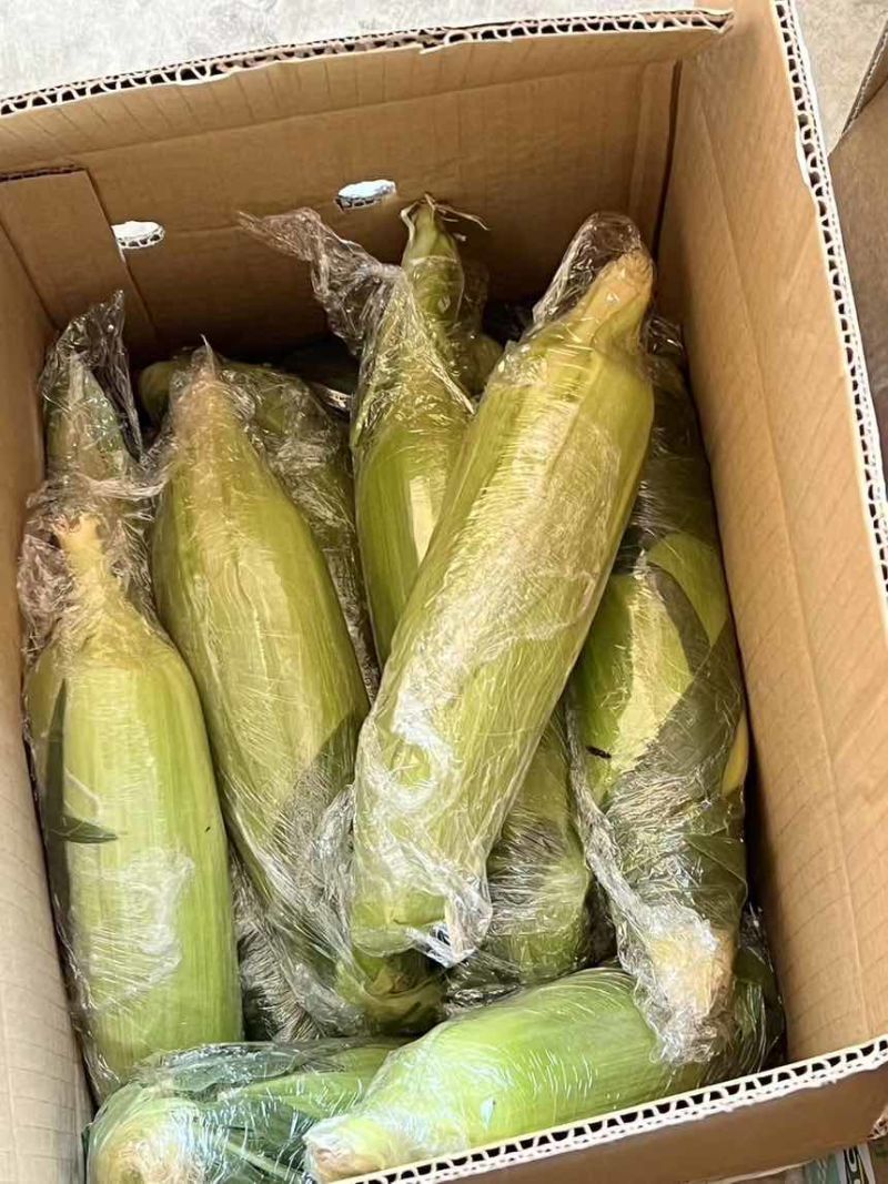 金银水果玉米一件代发