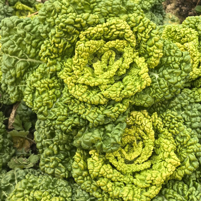 黄心菜大小都有