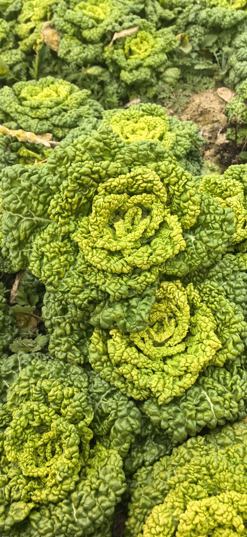 黄心菜大小都有