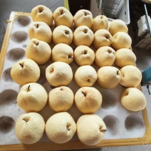 山西万亩贡梨基地，精品优质贡梨，优质酥梨，口感酥脆蜜甜，