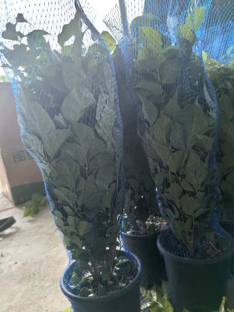 1加仑精品桌面幸福树