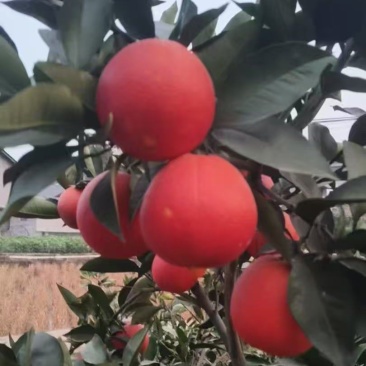 塔罗科血橙