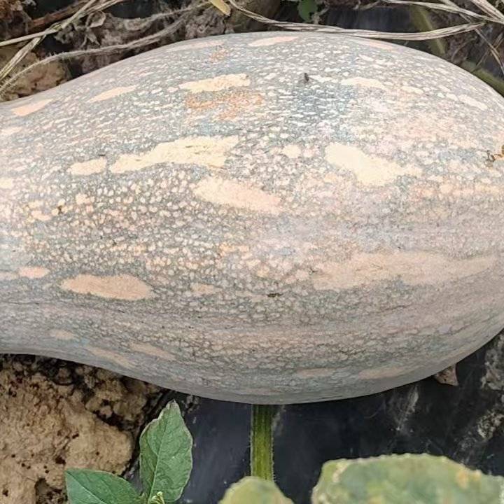 蜜本南瓜产地发货视频看货全国发货