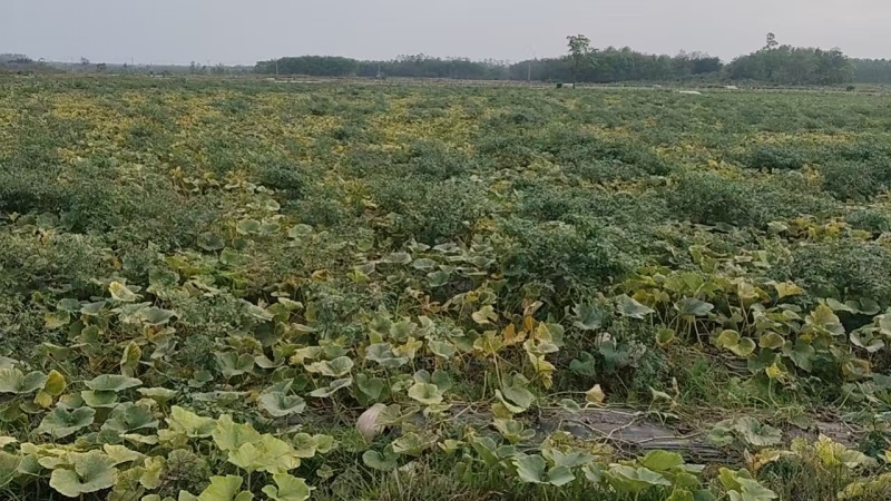 蜜本南瓜产地发货视频看货全国发货