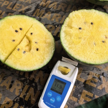 特小凤西瓜，可口脆甜，外表青色，内心很黄，5000斤起售