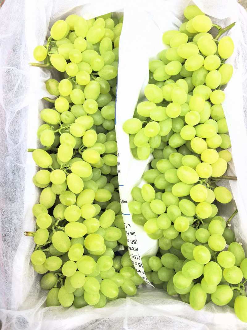 饶阳青提，维多利亚大量上市产地直发欢迎来电咨询