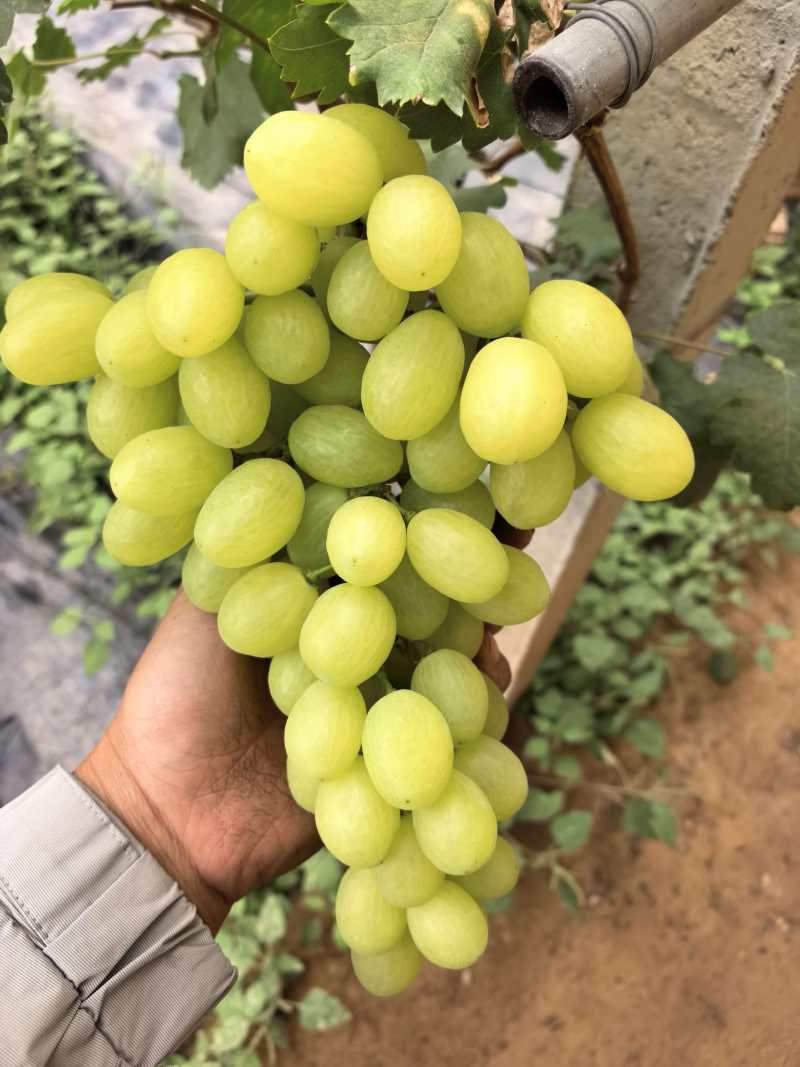 饶阳青提，维多利亚大量上市产地直发欢迎来电咨询