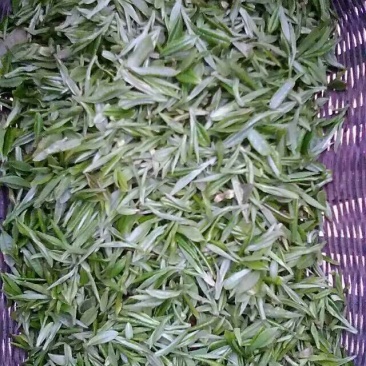 工厂直供保质保量送礼佳品舒城小兰花