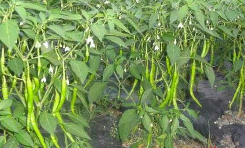 广西百色青线椒大量上市，欢迎老板们电话咨询。