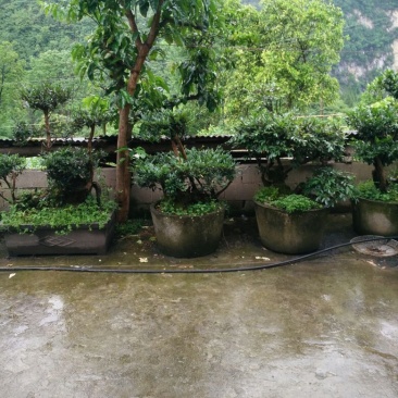 成活率高中华蚊母树成活率高长期供应