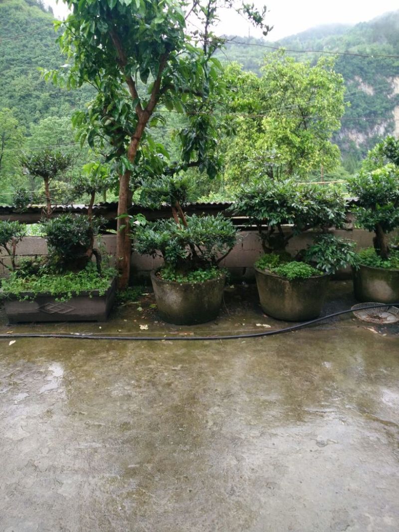 成活率高中华蚊母树成活率高长期供应