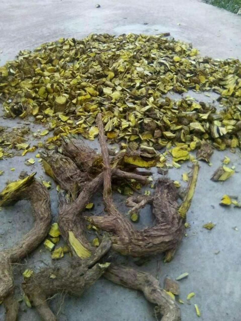 功劳木