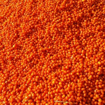 保质保量沙棘果欢迎联系