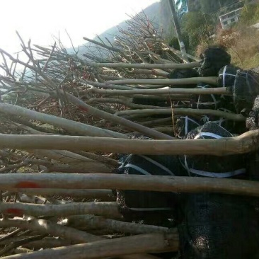 下单秒发紫薇桩四季常青量大优惠