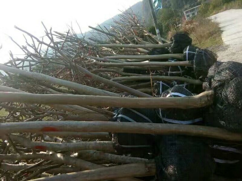 下单秒发紫薇桩四季常青量大优惠