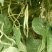 无筋豆20厘米以上