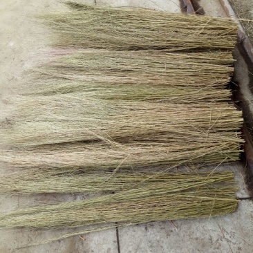 适应能力强扫帚苗筛好直发成活回报率高