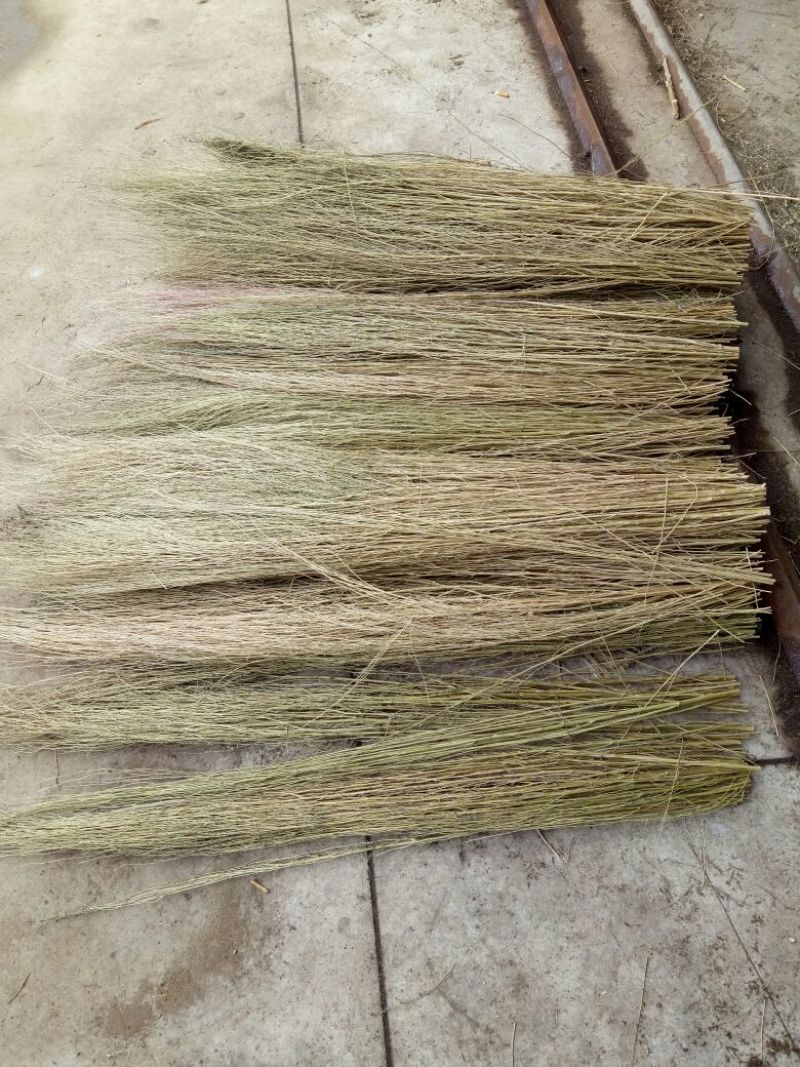 适应能力强扫帚苗筛好直发成活回报率高