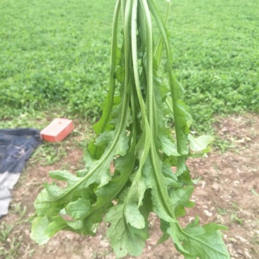 正宗荠菜源头供应量大从优