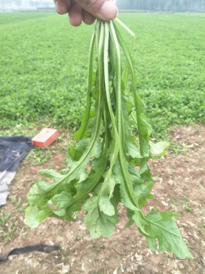 正宗荠菜源头供应量大从优
