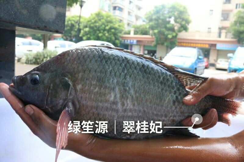 罗非鱼冻鱼
