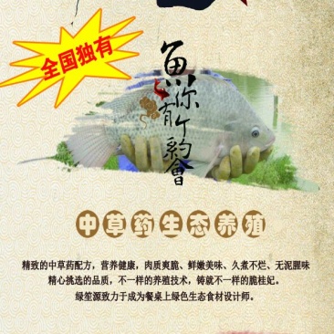 罗非鱼冻鱼