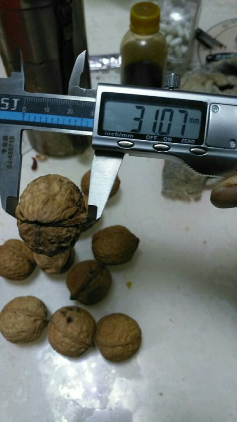103核桃精品皮薄仁白质量好视频看货等您来电