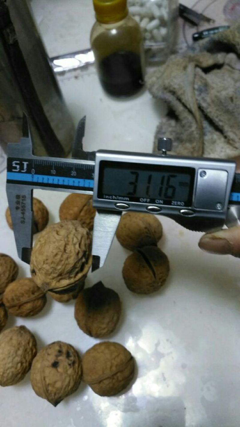 103核桃精品皮薄仁白质量好视频看货等您来电