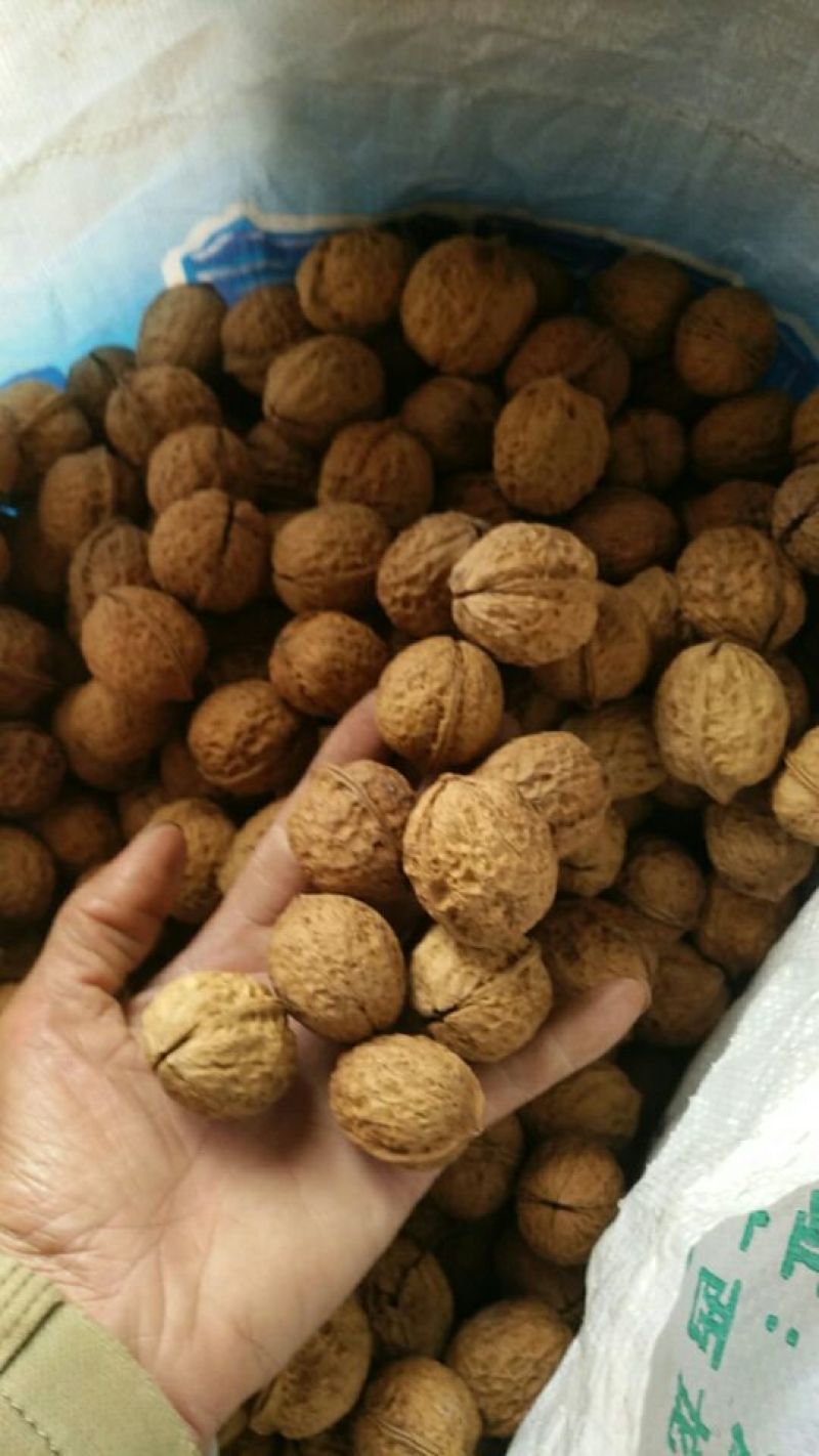 103核桃精品皮薄仁白质量好视频看货等您来电