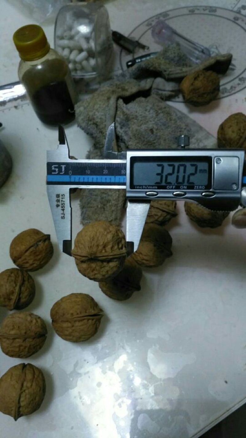 103核桃精品皮薄仁白质量好视频看货等您来电