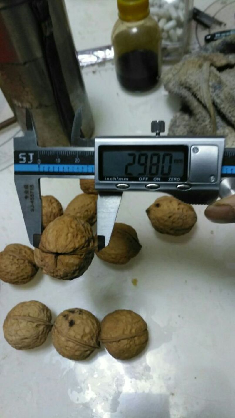 103核桃精品皮薄仁白质量好视频看货等您来电
