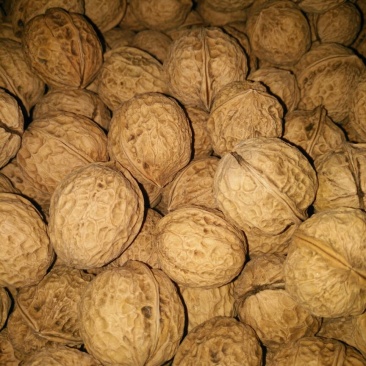 103核桃精品皮薄仁白质量好视频看货等您来电