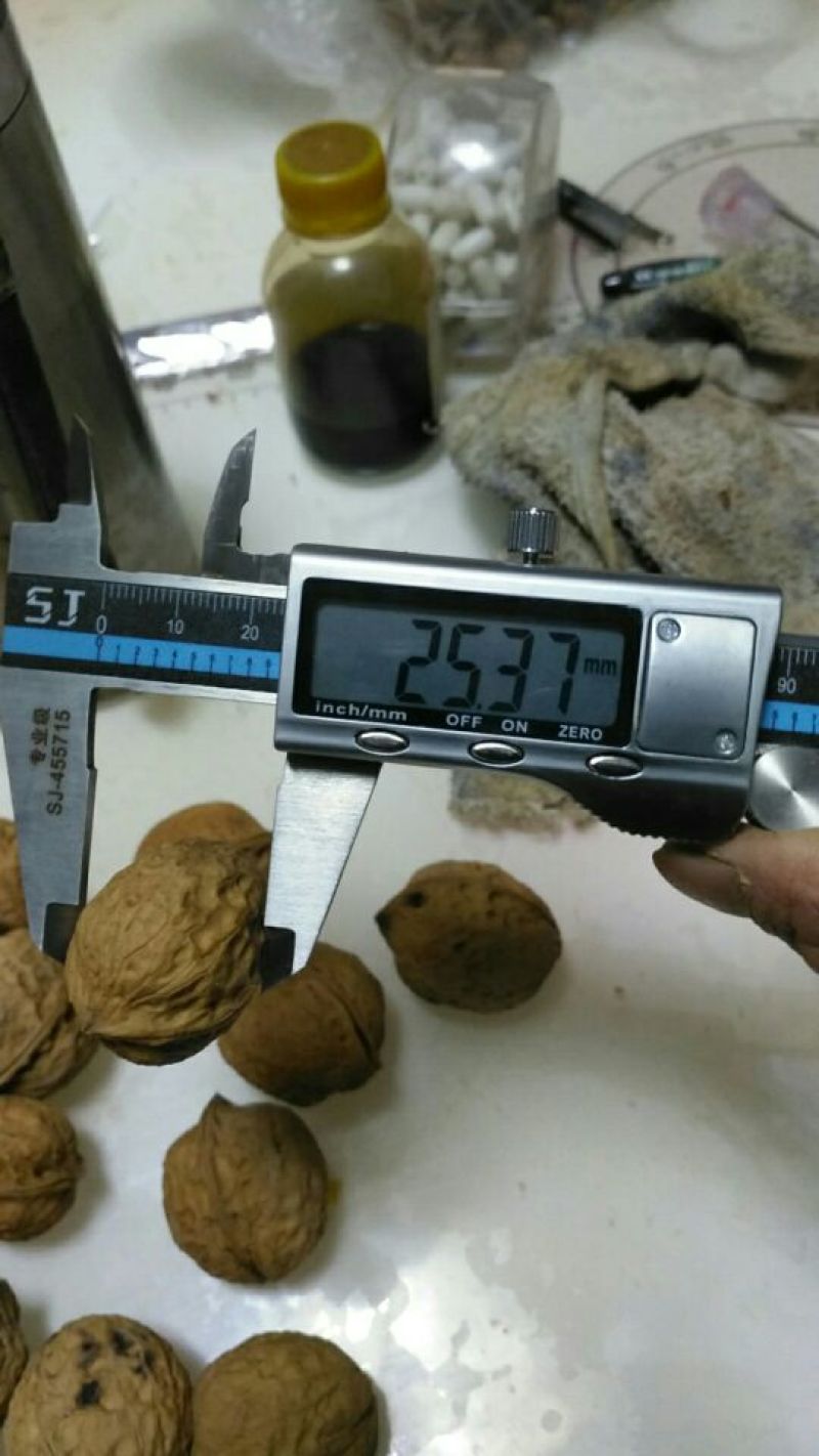 103核桃精品皮薄仁白质量好视频看货等您来电