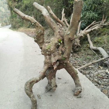 下单秒发文母树桩可签合同免费送货