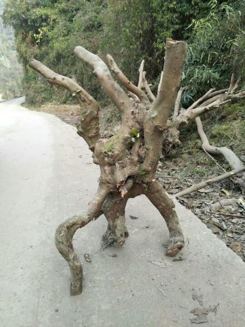 下单秒发文母树桩可签合同免费送货