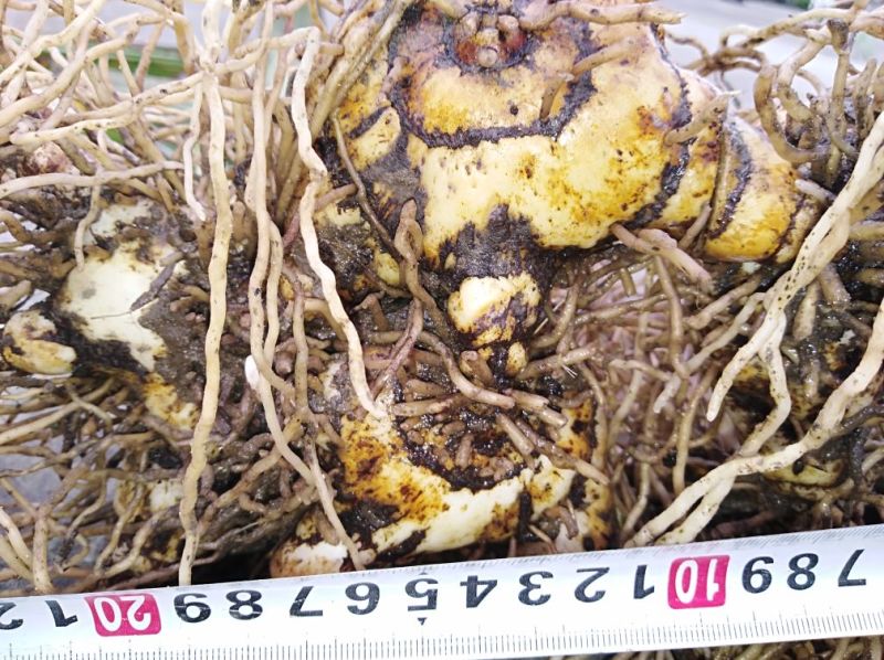 新鲜白芨保质保量随时有货欢迎询价