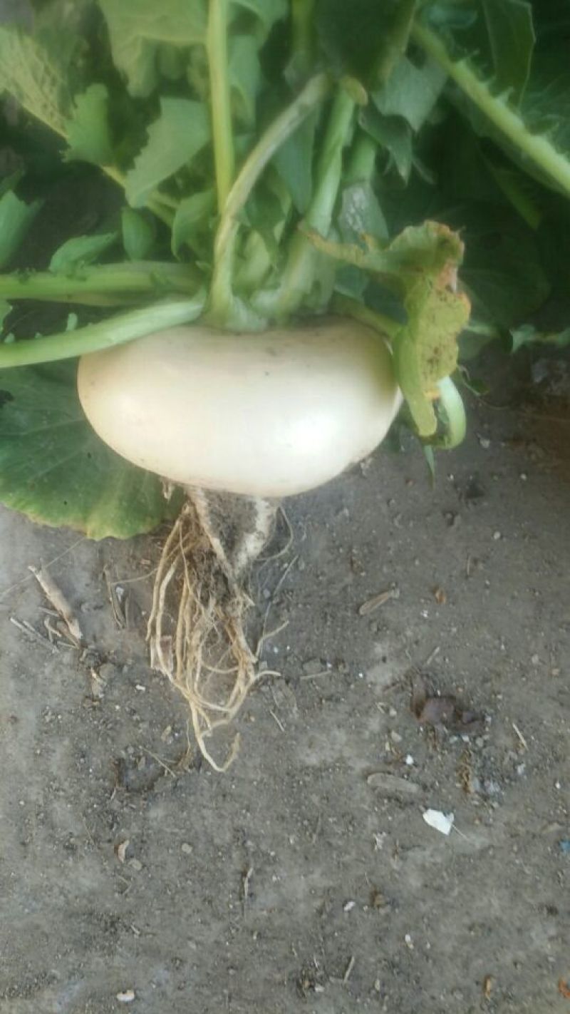无添加盘菜应季供应超高性价比