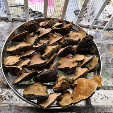桑黄