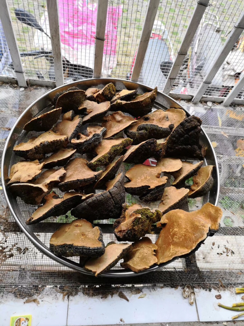 桑黄