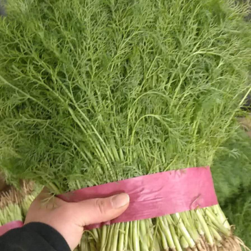 天然新鲜茴香一手货源全网低价欢迎联系