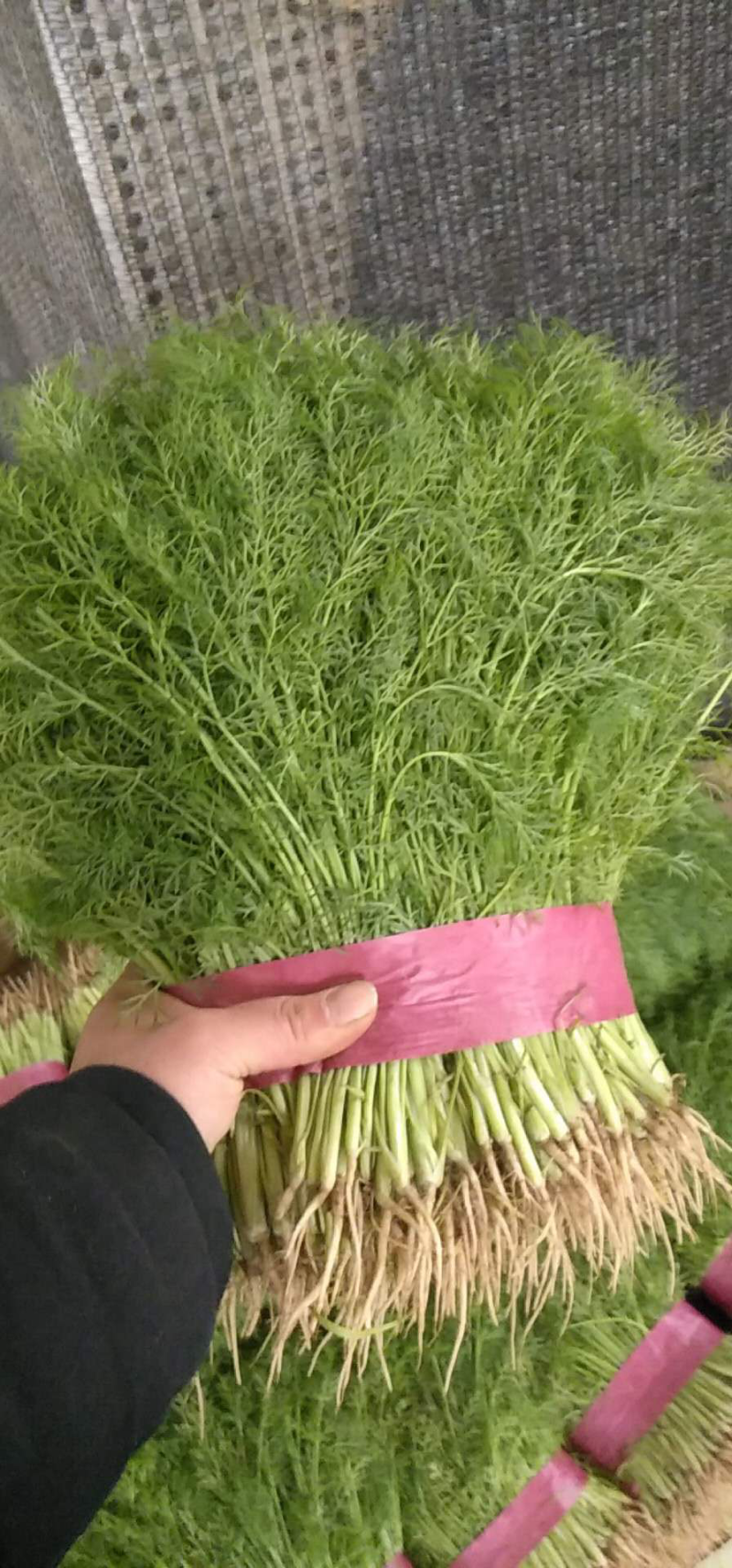 天然新鲜茴香一手货源全网低价欢迎联系