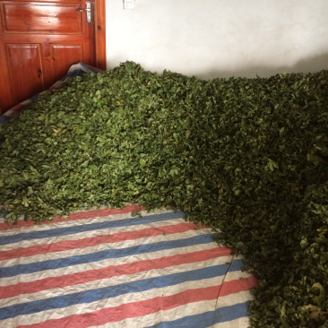 现摘现炒现发甜茶叶