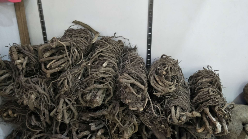 山胡椒根