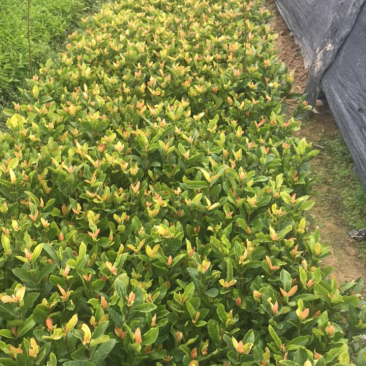 自产自销栀子花盆栽地栽支持拿样