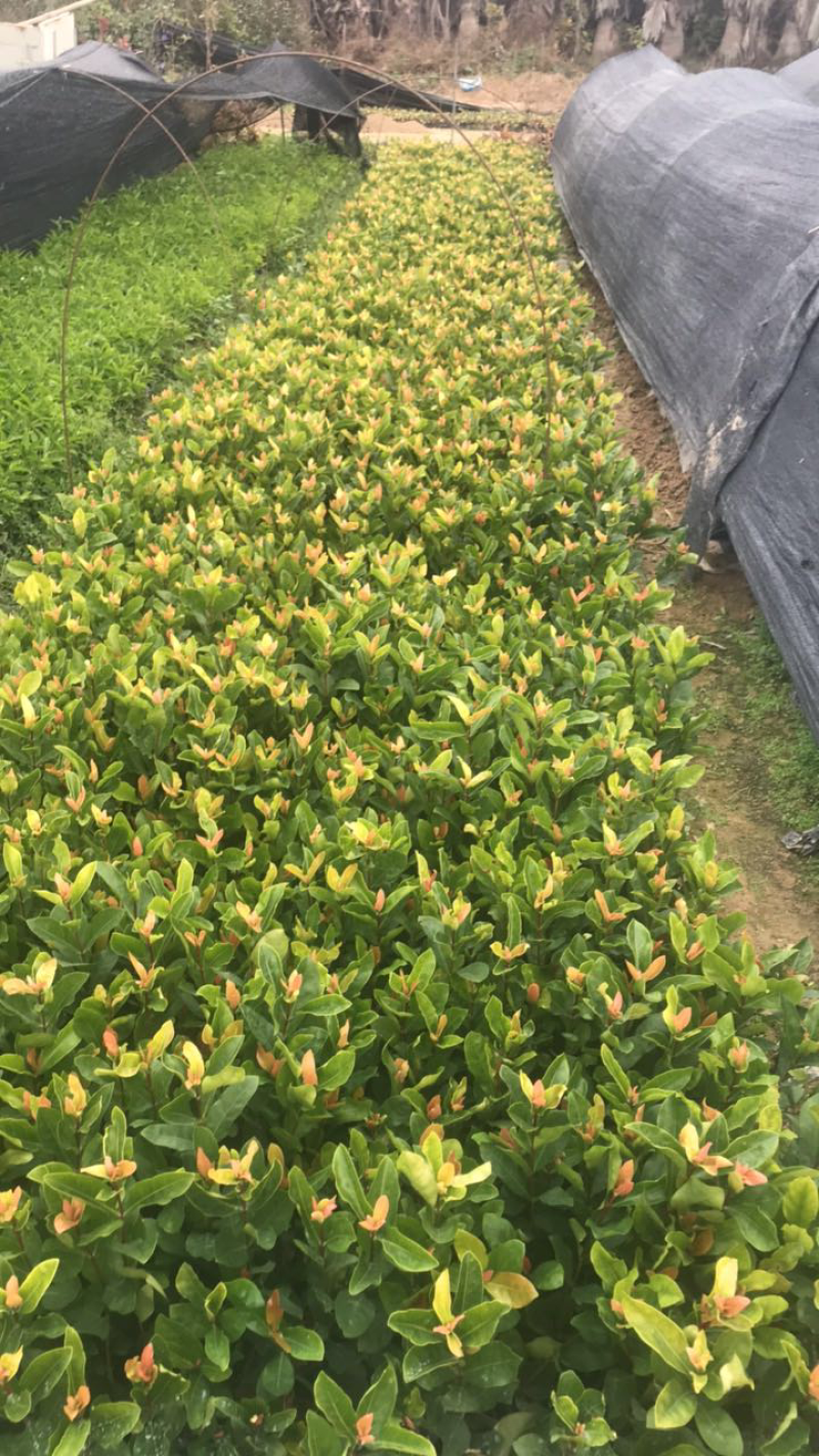 自产自销栀子花盆栽地栽支持拿样
